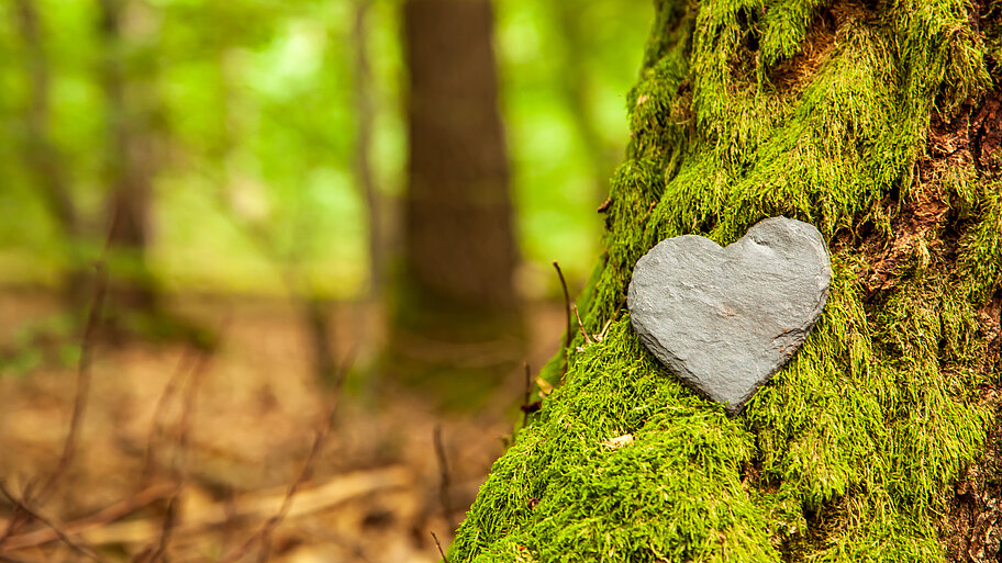 Herz an bemoostem Baum im Wald 