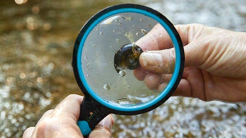Eine Schnecke wird mit einer Lupe beobachtet