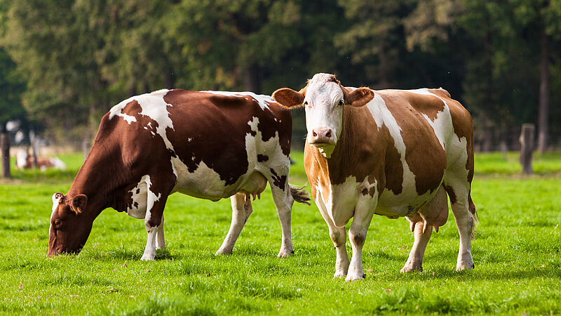 Kühe grasen auf einer Sommerweide