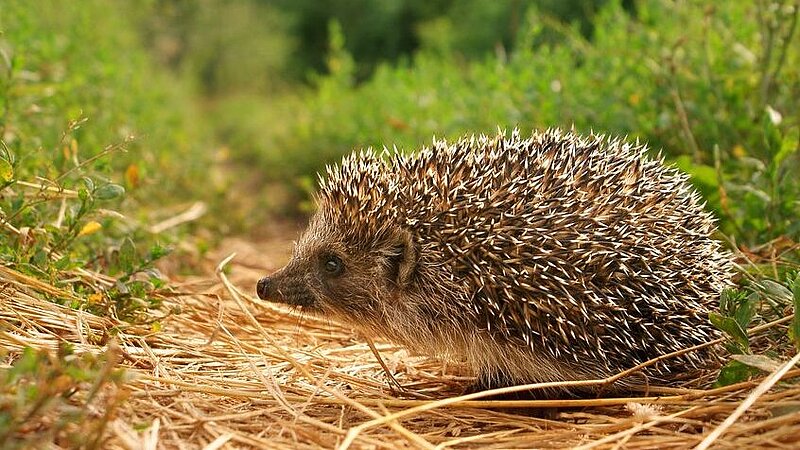 Niedlicher Igel auf dem Waldboden