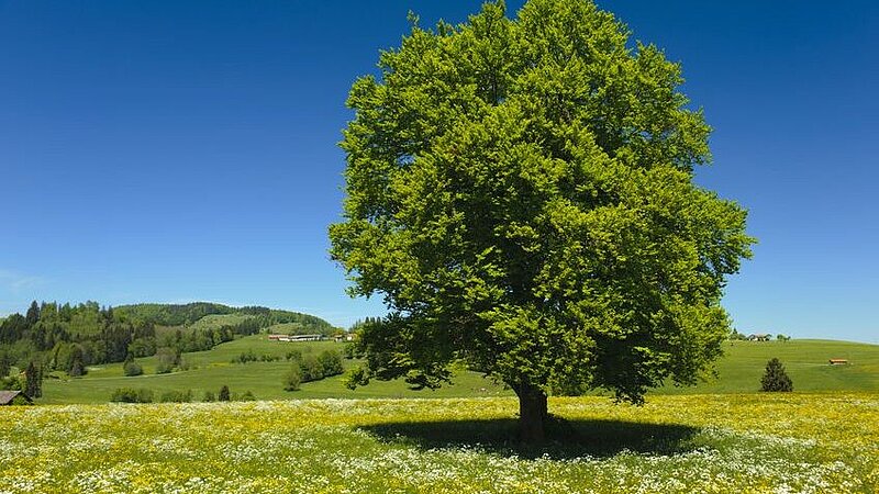 Großer Laubbaum in einer Sommerlandschaft